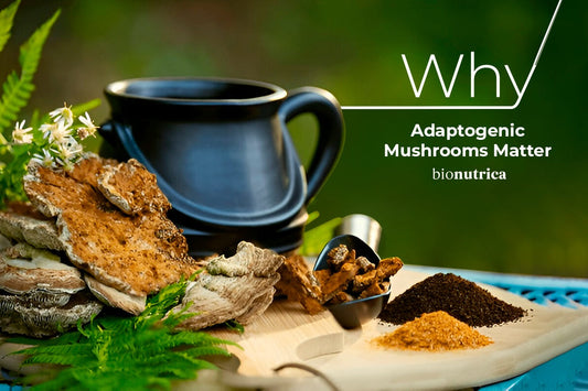 adaptogenic mushrooms