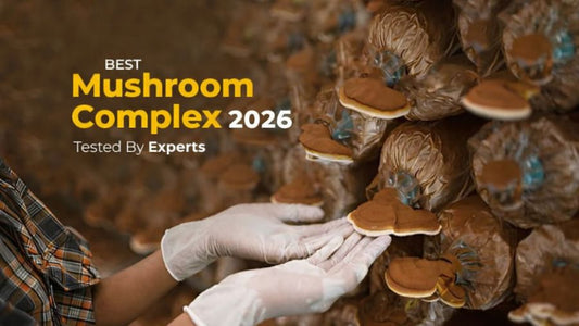 Best Mushroom Complex in 2026