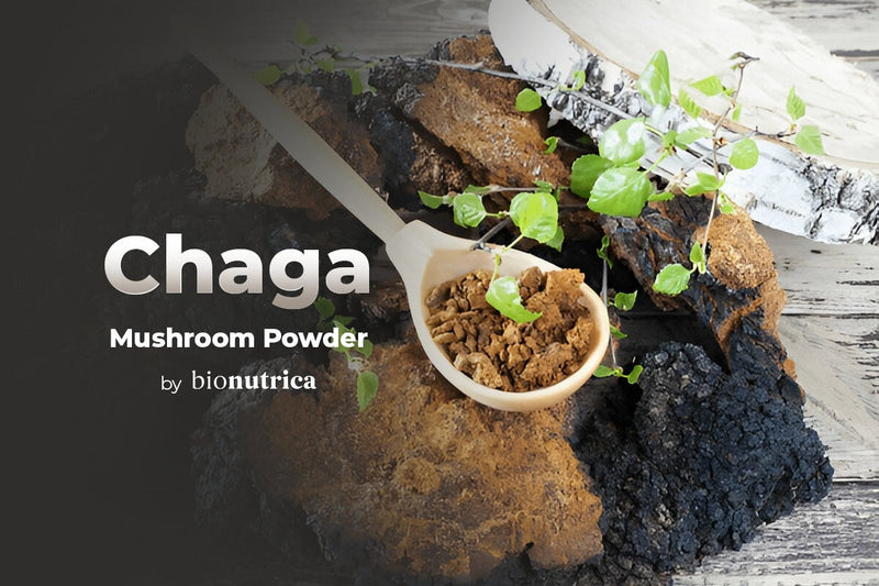 Chaga mushroom powder UK