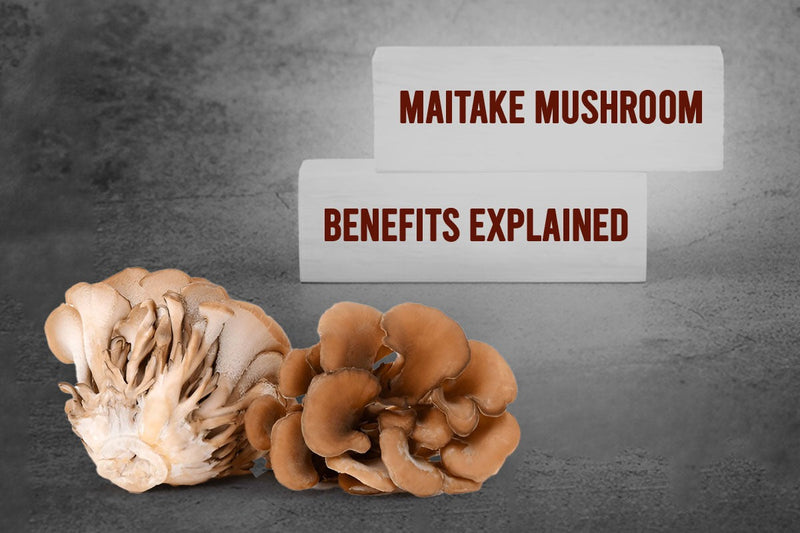 Maitake Mushroom Benefits Explained | Bionutrica