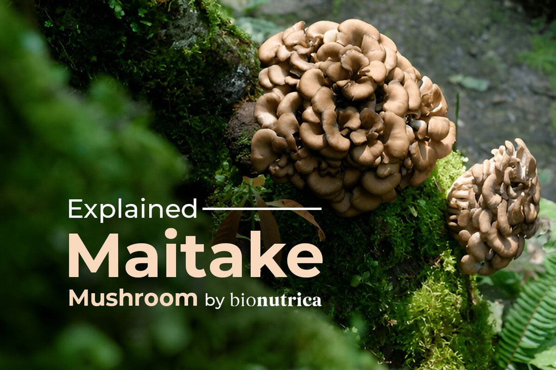 Explained Maitake Mushroom By Bionutrica