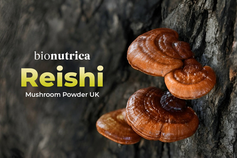 reishi mushroom powder
