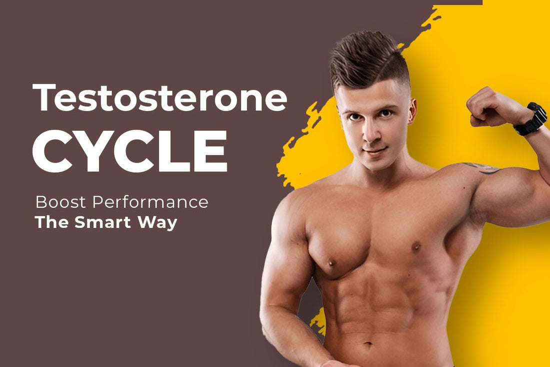Testosterone Cycle  Boost Performance the Smart Way